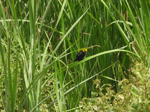 Yellow-hooded Blackbird (Chrysomus icterocephalus), photo 4