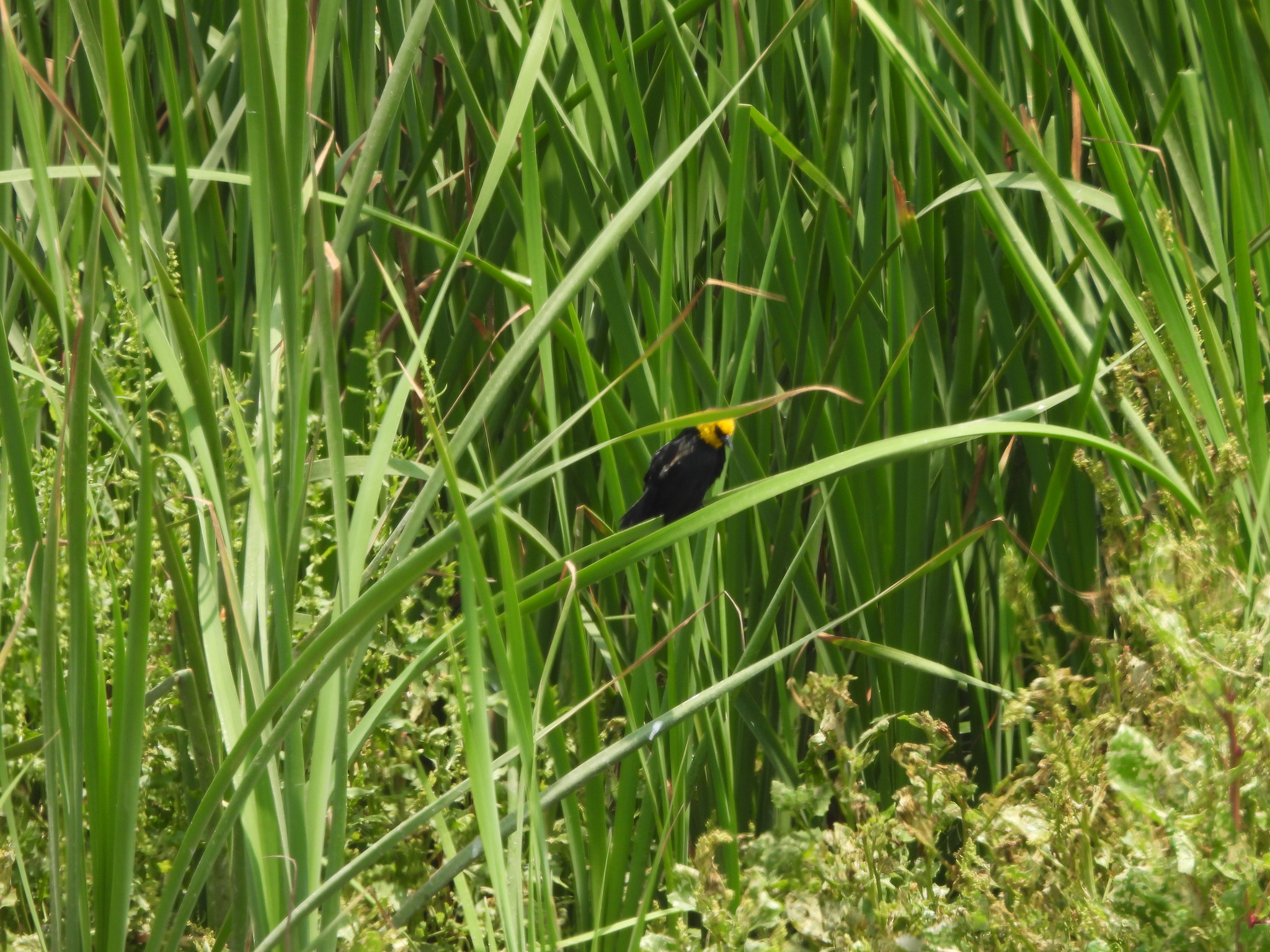 Yellow-hooded Blackbird (Chrysomus icterocephalus), photo 4