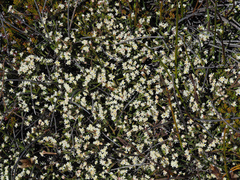 Lachnaea laniflora