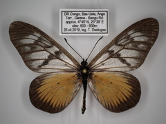 Acraea vesperalis