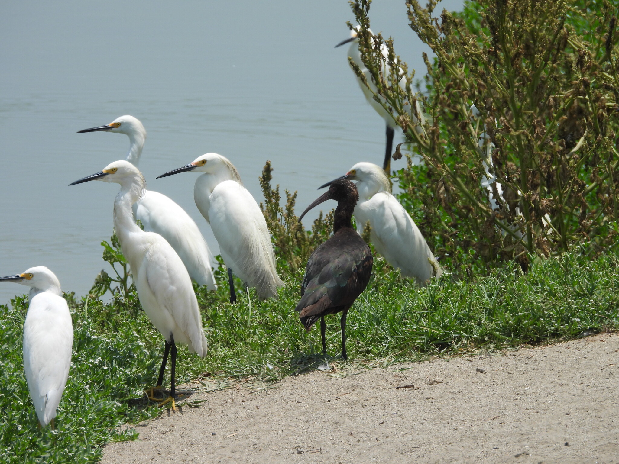 Puna Ibis (Plegadis ridgwayi), photo 1