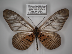 Acraea vesperalis