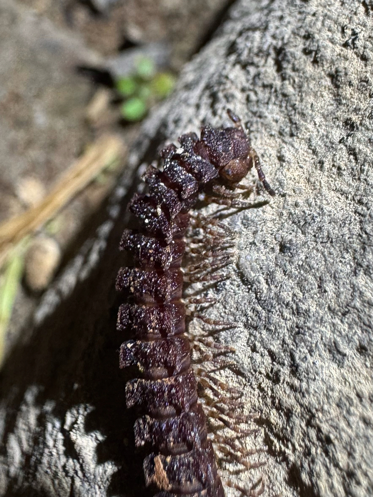 Nanorrhacus parvus