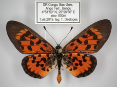 Acraea cepheus