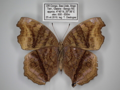Junonia stygia