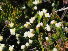 Lachnaea laniflora