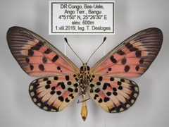 Acraea cepheus