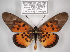 Acraea abdera abdera