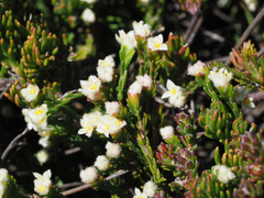 Lachnaea laniflora