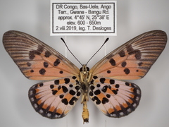 Acraea abdera abdera