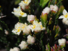Lachnaea laniflora