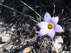 Romulea atrandra esterhuyseniae