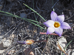 Romulea atrandra esterhuyseniae