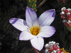 Romulea atrandra esterhuyseniae