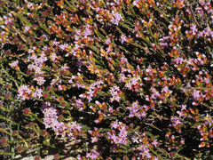 Lachnaea montana