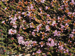 Lachnaea montana