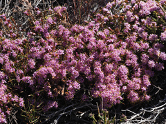 Lachnaea montana