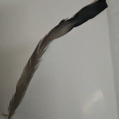 Dendrocitta leucogastra