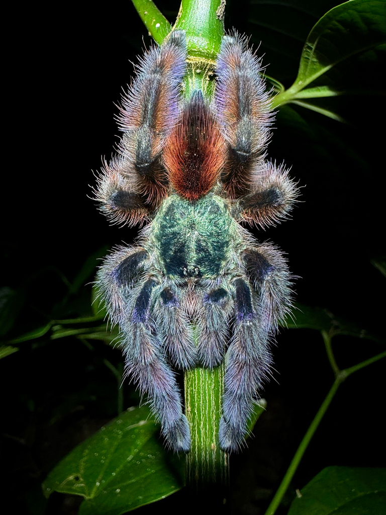 Mygale arboricole versicolor (Aviculaire de Martinique) (Caribena versicolor)