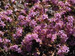 Lachnaea montana