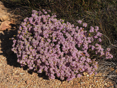 Lachnaea montana