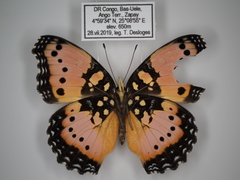 Precis octavia octavia