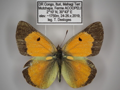 Colias electo pseudohecate