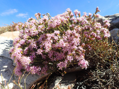 Lachnaea montana