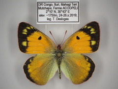 Colias electo pseudohecate