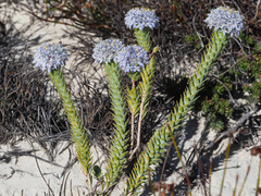 Lachnaea pomposa