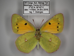 Colias electo pseudohecate
