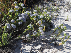Lachnaea pomposa