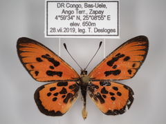 Acraea buettneri