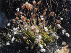 Thamnochortus acuminatus