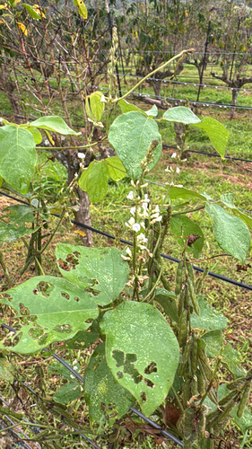Glycine, 2026-02-08