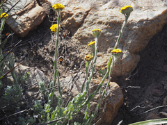 Helichrysum catipes