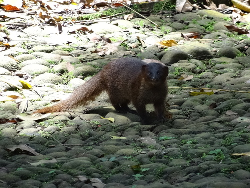 Herpestes javanicus