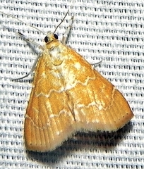 Glaphyriinae