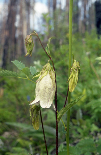 Spotted Bellflower (Campanula punctata)