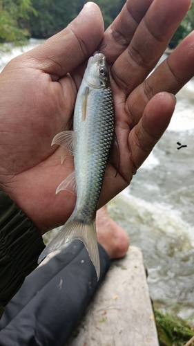 Sickle-fin labeo (Lobocheilos falcifer) — Cyprinidae — 3