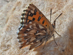 Chrysoritis uranus uranus