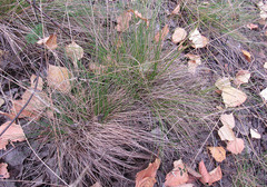 Festuca valesiaca