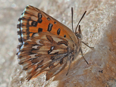 Chrysoritis uranus uranus
