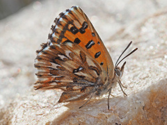 Chrysoritis uranus uranus