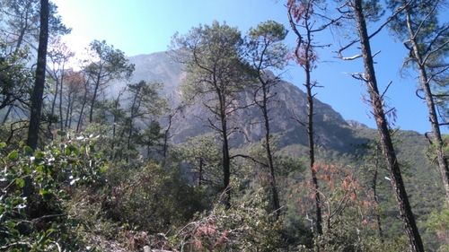 Gregg's pine