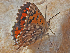 Chrysoritis uranus uranus