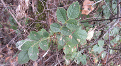 Rosa rubiginosa