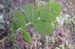 Rosa rubiginosa