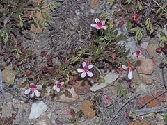Pelargonium capillare
