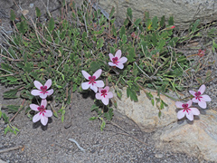 Pelargonium capillare